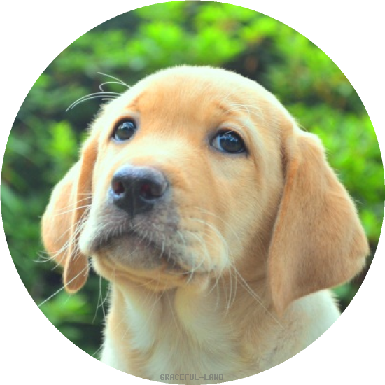 男の子(A child of マナスル & ) 男の子